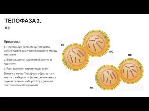 Процессы: 1. Происходит деление цитоплазмы , органоидов и химических веществ между