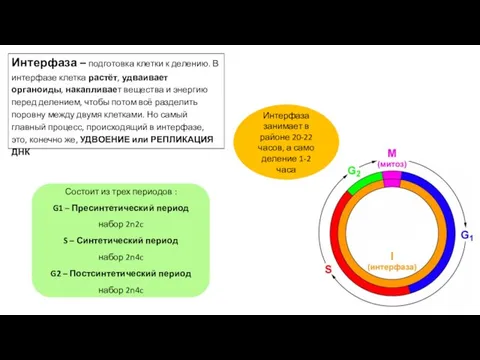 Интерфаза – подготовка клетки к делению. В интерфазе клетка растёт, удваивает