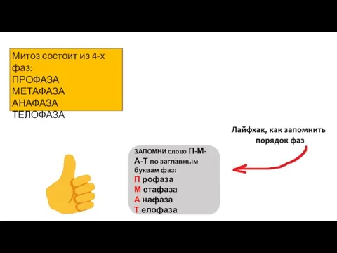 Митоз состоит из 4-х фаз: ПРОФАЗА МЕТАФАЗА АНАФАЗА ТЕЛОФАЗА ЗАПОМНИ слово