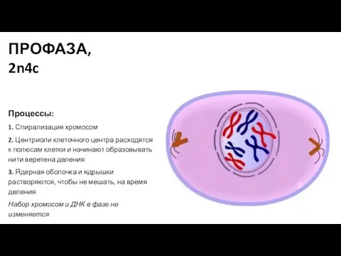 Процессы: 1. Спирализация хромосом 2. Центриоли клеточного центра расходятся к полюсам
