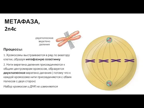 Процессы: 1. Хромосомы выстраиваются в ряд по экватору клетки, образуя метафазную