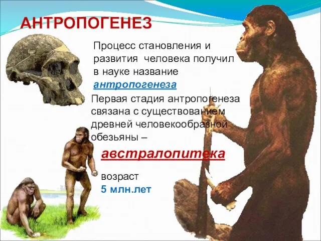 АНТРОПОГЕНЕЗ Процесс становления и развития человека получил в науке название антропогенеза