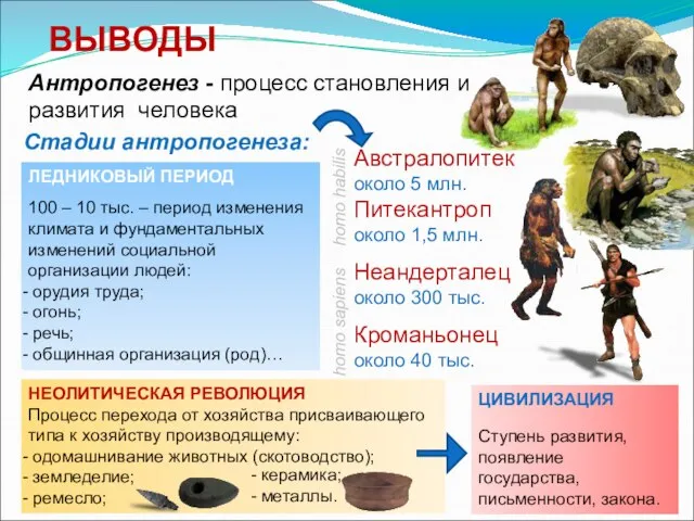 Антропогенез - процесс становления и развития человека ВЫВОДЫ Стадии антропогенеза: Австралопитек