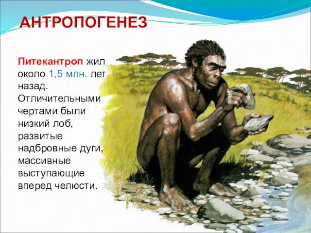 АНТРОПОГЕНЕЗ Питекантроп жил около 1,5 млн. лет назад. Отличительными чертами были