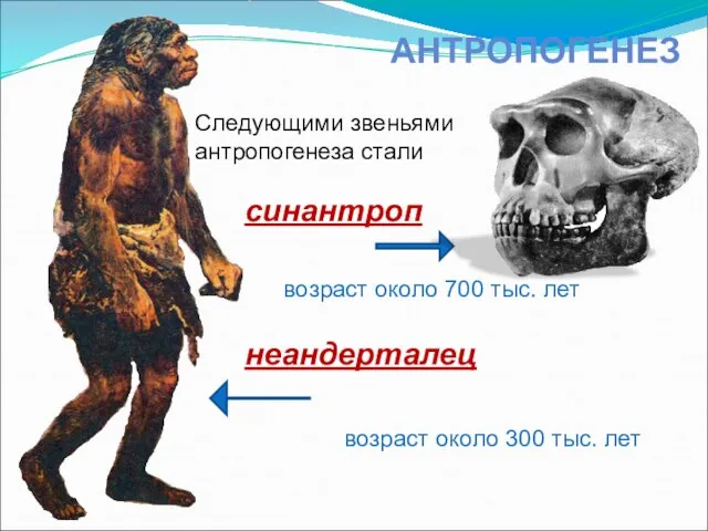 АНТРОПОГЕНЕЗ Следующими звеньями антропогенеза стали синантроп неандерталец возраст около 700 тыс.