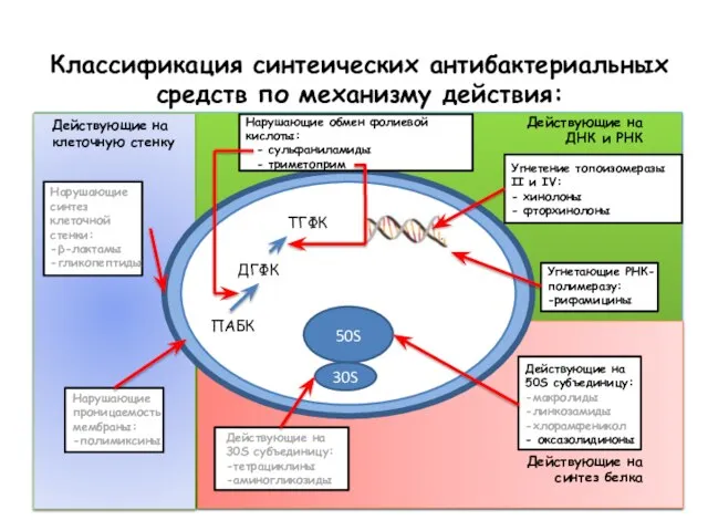 Классификация синтеических антибактериальных средств по механизму действия: ПАБК ДГФК ТГФК 50S