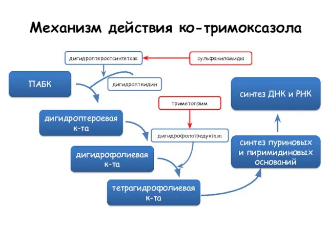 Механизм действия ко-тримоксазола ПАБК дигидроптероевая к-та дигидрофолиевая к-та тетрагидрофолиевая к-та синтез