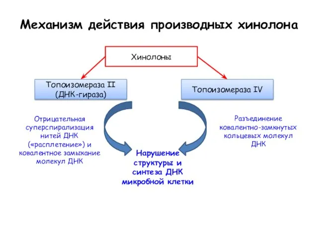 Механизм действия производных хинолона Топоизомераза II (ДНК-гираза) Топоизомераза IV Разъединение ковалентно-замкнутых