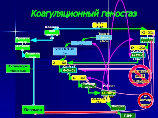 Коагуляционный гемостаз Плазмин Антитромбин ІІІ +гепарин Активаторы тканевые α-Антитрипсин Тканевой фактор (Ф-3) VІІ→ VІІа VІІа+Ф-3+Са2+