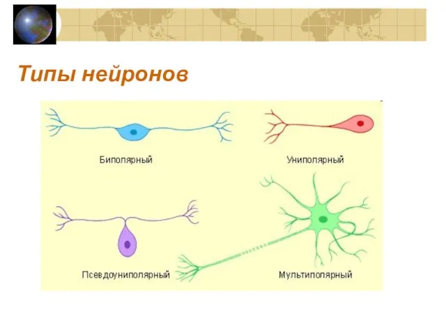 Типы нейронов