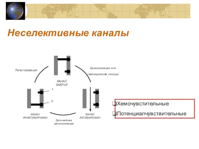 Неселективные каналы Хемочувстительные Потенциалчувствительные