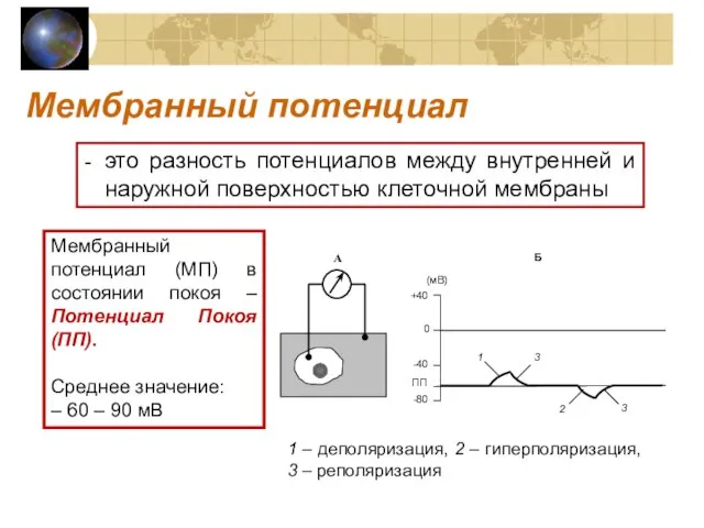 Мембранный потенциал - это разность потенциалов между внутренней и наружной поверхностью