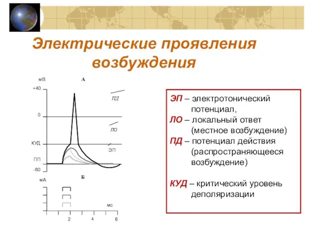 Электрические проявления возбуждения ЭП – электротонический потенциал, ЛО – локальный ответ