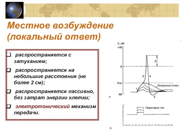 Местное возбуждение (локальный ответ) распространяется с затуханием; распространяется на небольшие расстояния