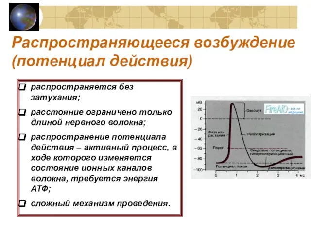 Распространяющееся возбуждение (потенциал действия) распространяется без затухания; расстояние ограничено только длиной