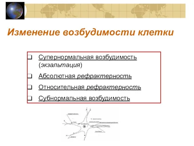 Изменение возбудимости клетки Супернормальная возбудимость (экзальтация) Абсолютная рефрактерность Относительная рефрактерность Субнормальная возбудимость