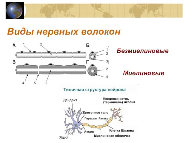 Виды нервных волокон Миелиновые Безмиелиновые