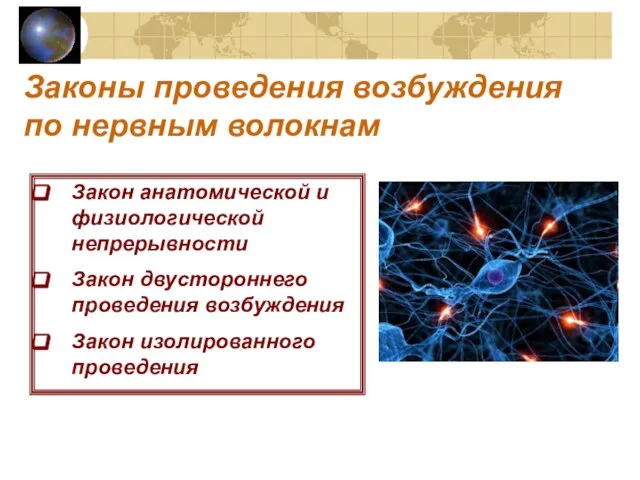 Законы проведения возбуждения по нервным волокнам Закон анатомической и физиологической непрерывности