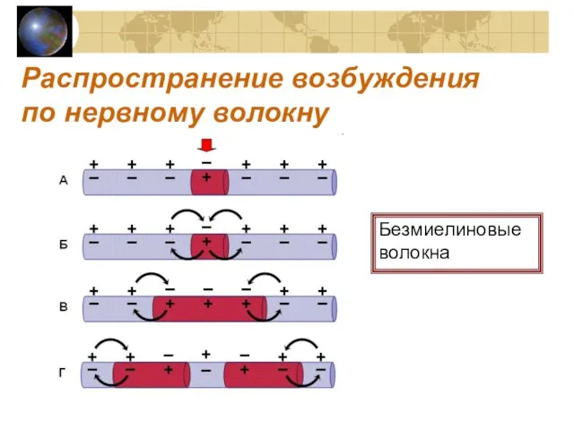 Распространение возбуждения по нервному волокну Безмиелиновые волокна