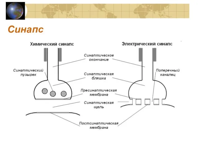 Синапс