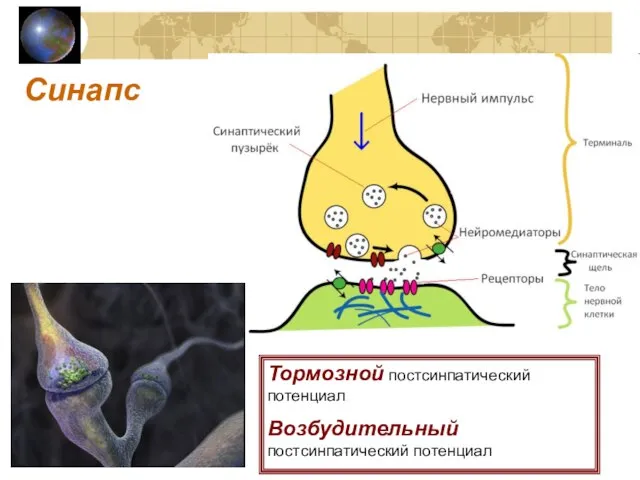 Синапс Тормозной постсинпатический потенциал Возбудительный постсинпатический потенциал