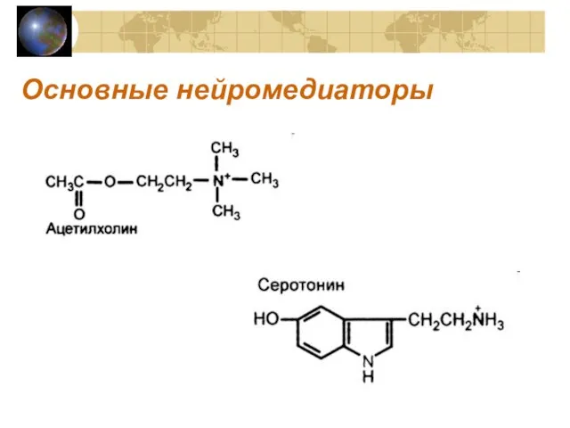 Основные нейромедиаторы