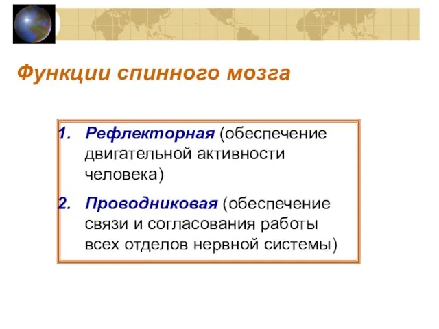 Функции спинного мозга Рефлекторная (обеспечение двигательной активности человека) Проводниковая (обеспечение связи