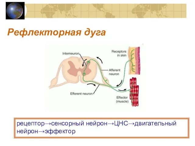 Рефлекторная дуга рецептор→сенсорный нейрон→ЦНС→двигательный нейрон→эффектор