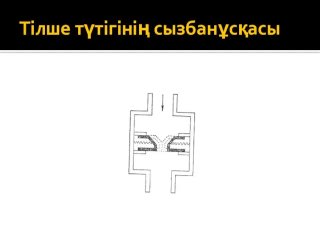 Тілше түтігінің сызбанұсқасы