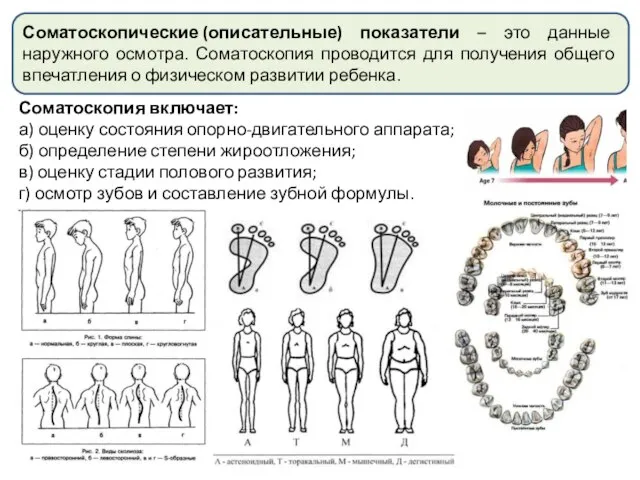 Соматоскопические (описательные) показатели – это данные наружного осмотра. Соматоскопия проводится для