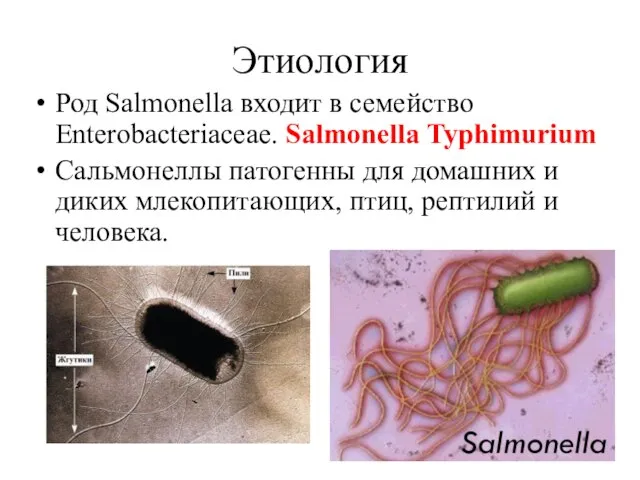 Этиология Род Salmonellа входит в семейство Enterobacteriaceae. Salmonellа Typhimurium Сальмонеллы патогенны
