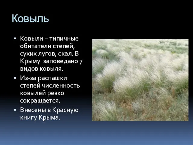 Ковыль Ковыли – типичные обитатели степей, сухих лугов, скал. В Крыму