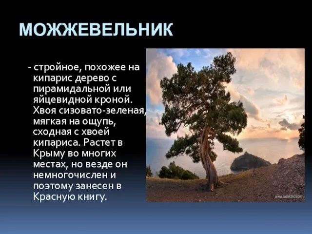 МОЖЖЕВЕЛЬНИК - стройное, похожее на кипарис дерево с пирамидальной или яйцевидной