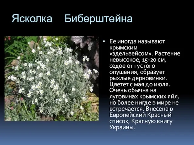 Ясколка Биберштейна Ее иногда называют крымским «эдельвейсом». Растение невысокое, 15-20 см,