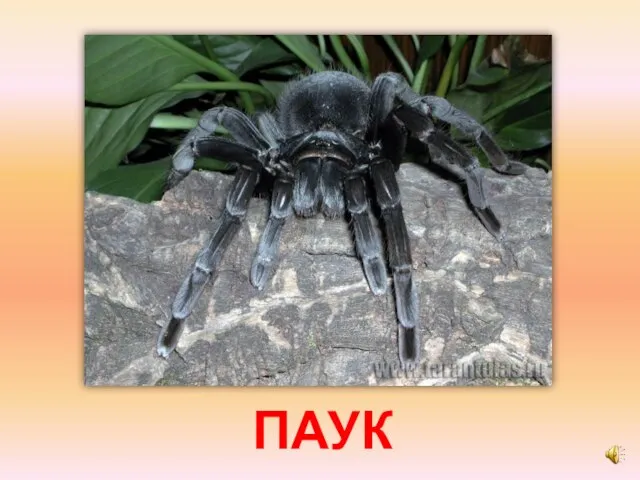 ПАУК