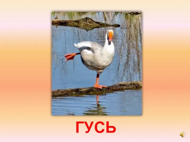 ГУСЬ