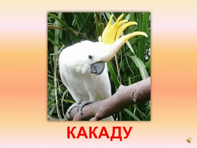 КАКАДУ