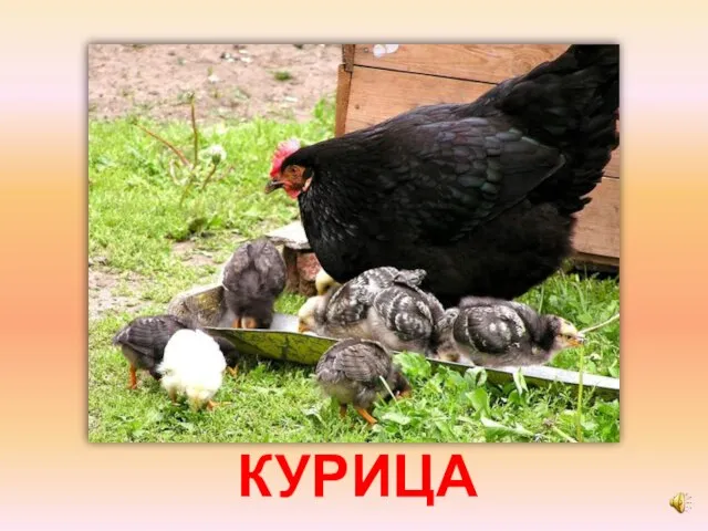 КУРИЦА