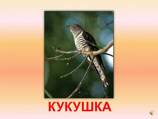 КУКУШКА