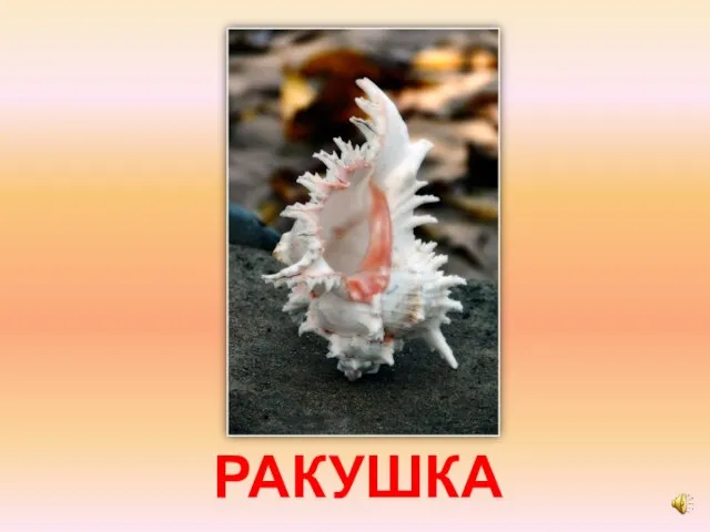 РАКУШКА