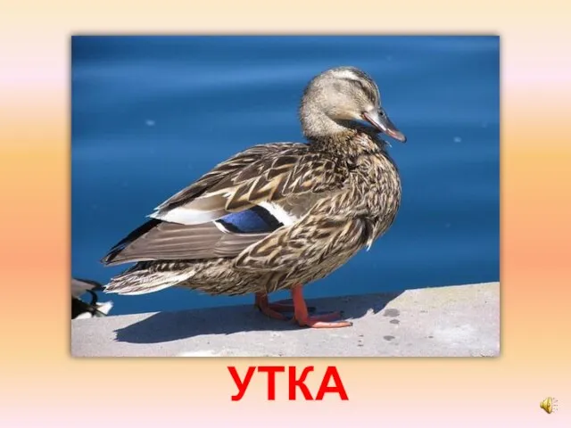 УТКА