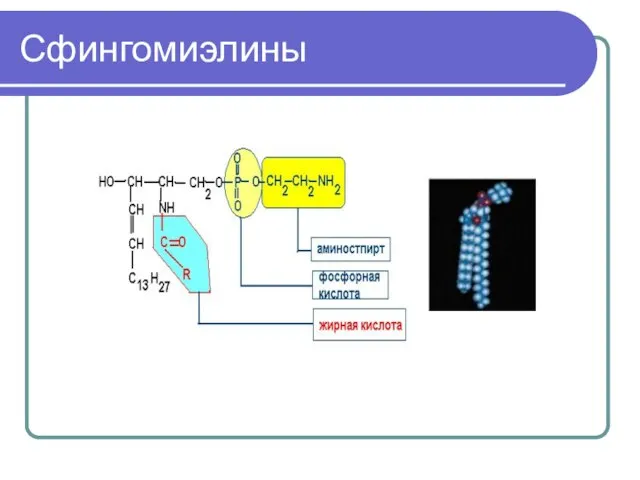 Сфингомиэлины