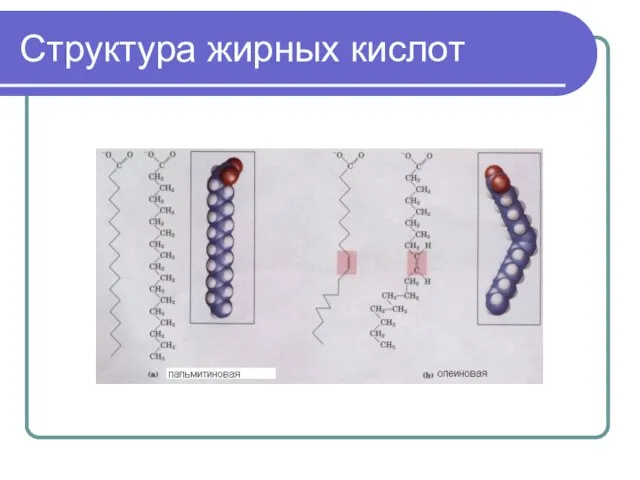 Структура жирных кислот