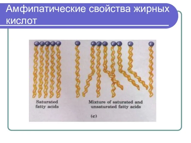 Амфипатические свойства жирных кислот