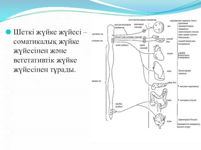 Шеткі жүйке жүйесі – соматикалық жүйке жүйесінен және вегетативтік жүйке жүйесінен тұрады.