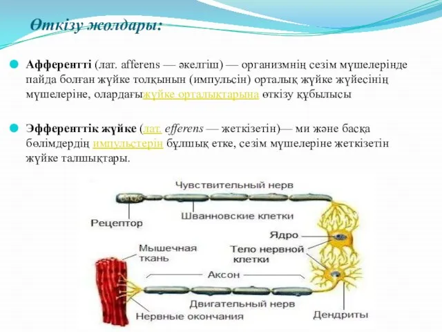 Өткізу жолдары: Афферентті (лат. afferens — әкелгіш) — организмнің сезім мүшелерінде