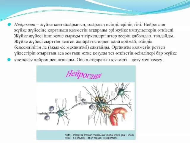 Нейроглия – жүйке клеткаларының, олардың өсінділерінің тіні. Нейроглия жүйке жүйесіне қорғаныш