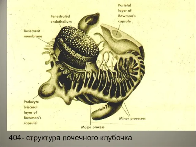 404- структура почечного клубочка