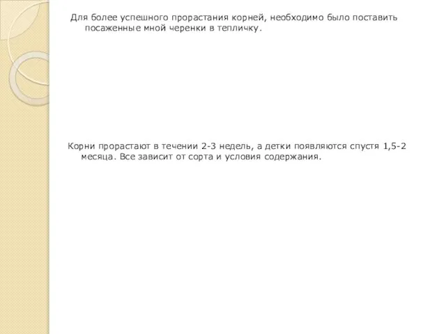 Для более успешного прорастания корней, необходимо было поставить посаженные мной черенки