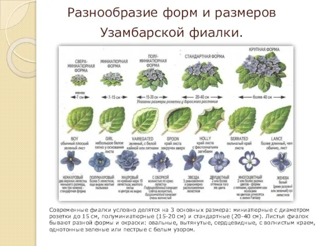 Разнообразие форм и размеров Узамбарской фиалки. Современные фиалки условно делятся на